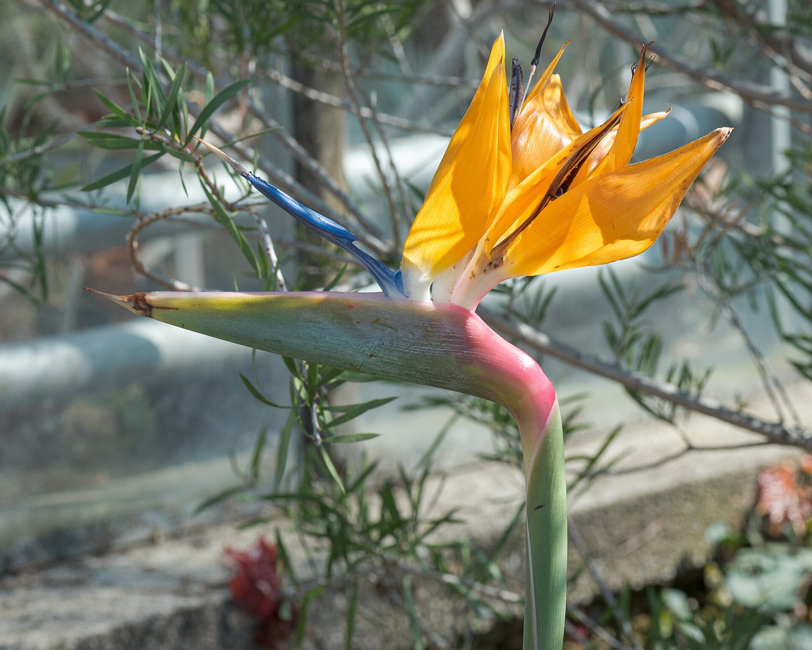 Orange and yellow bird of paradise flower with a blue tongue on a tall stalk