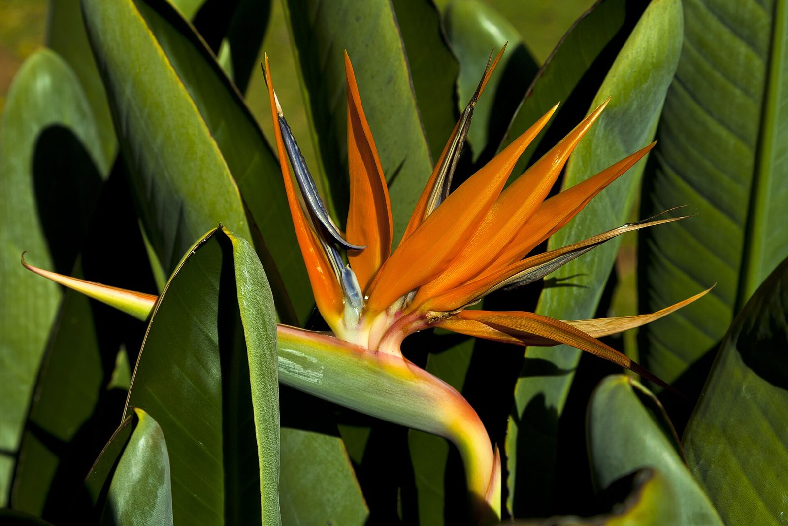 Orange bird of paradise flower with a blue tongue among large green leaves