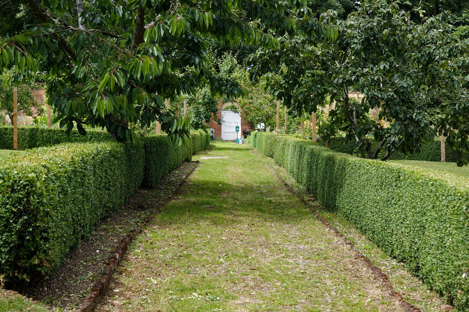 Clipped boxwood hedges along a garden path