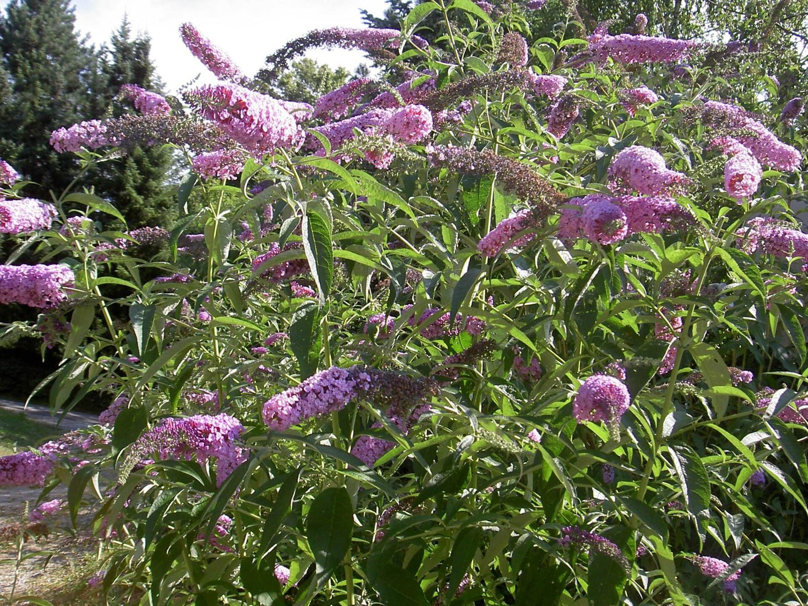 Butterfly bush shrub in flower with pink flower spikes