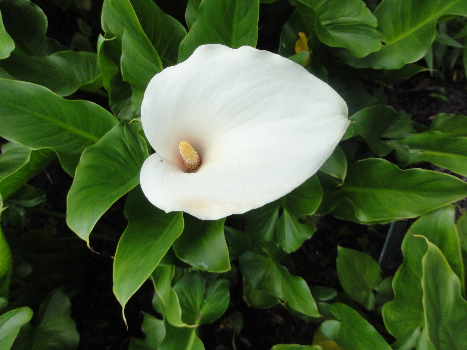 A single white calla lily spathe with a yellow spadix, surrounded by glossy green leaves