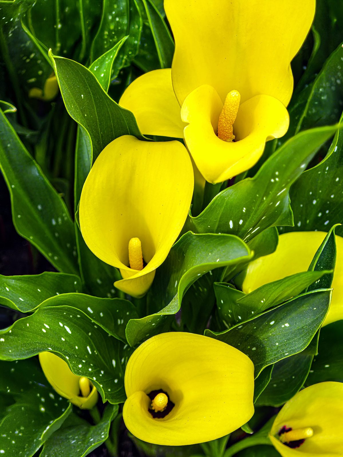 Yellow calla lily flowers above green leaves speckled with white