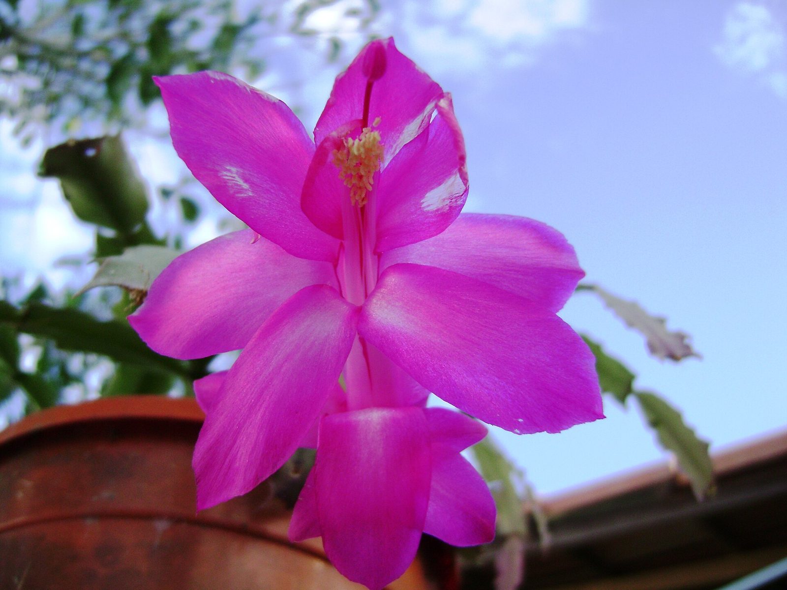 Single bright magenta Christmas cactus flower against a blue sky