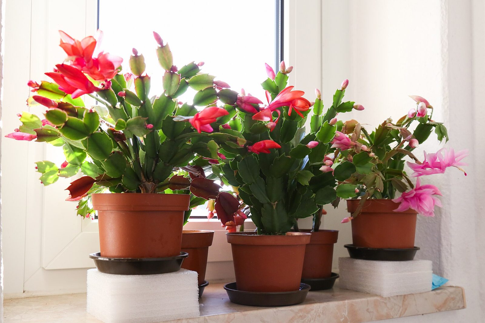 Three pots of red and pink Christmas cacti in flower on a bright windowsill