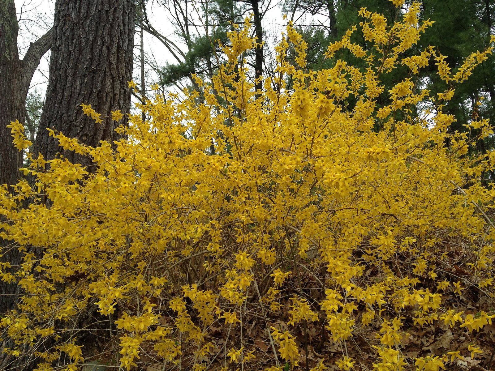 Forsythia shrub covered in yellow spring flowers