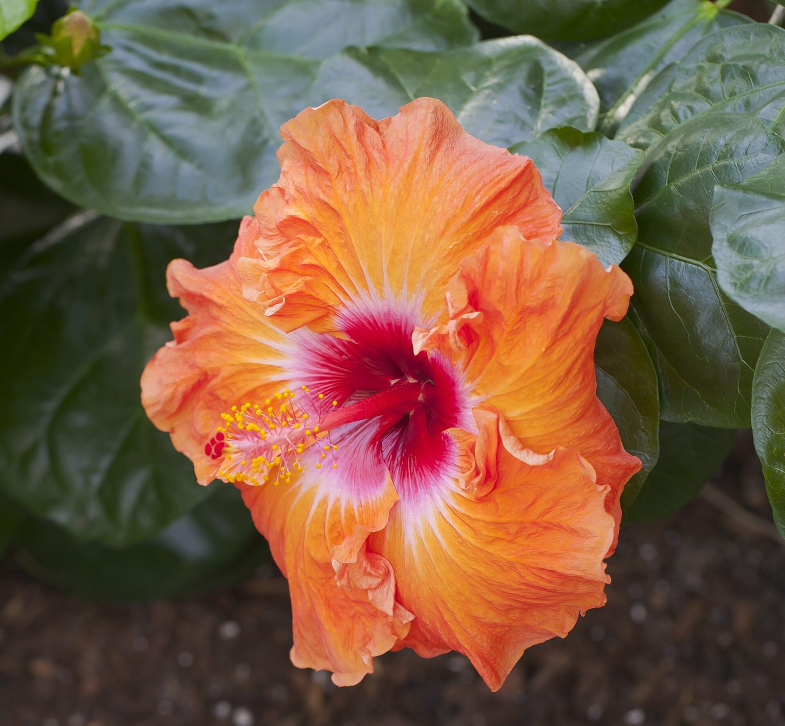 An orange and pink tropical hibiscus flower with glossy dark green leaves