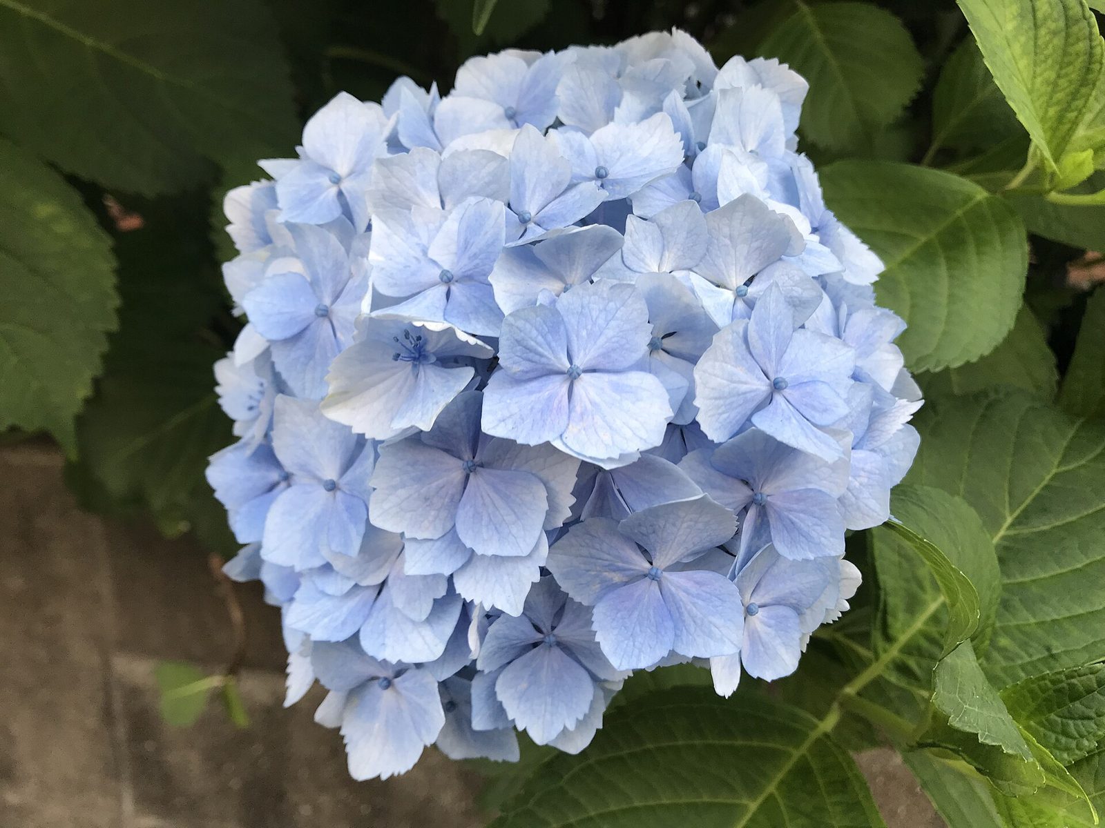 Round pale blue hydrangea flower head surrounded by green leaves