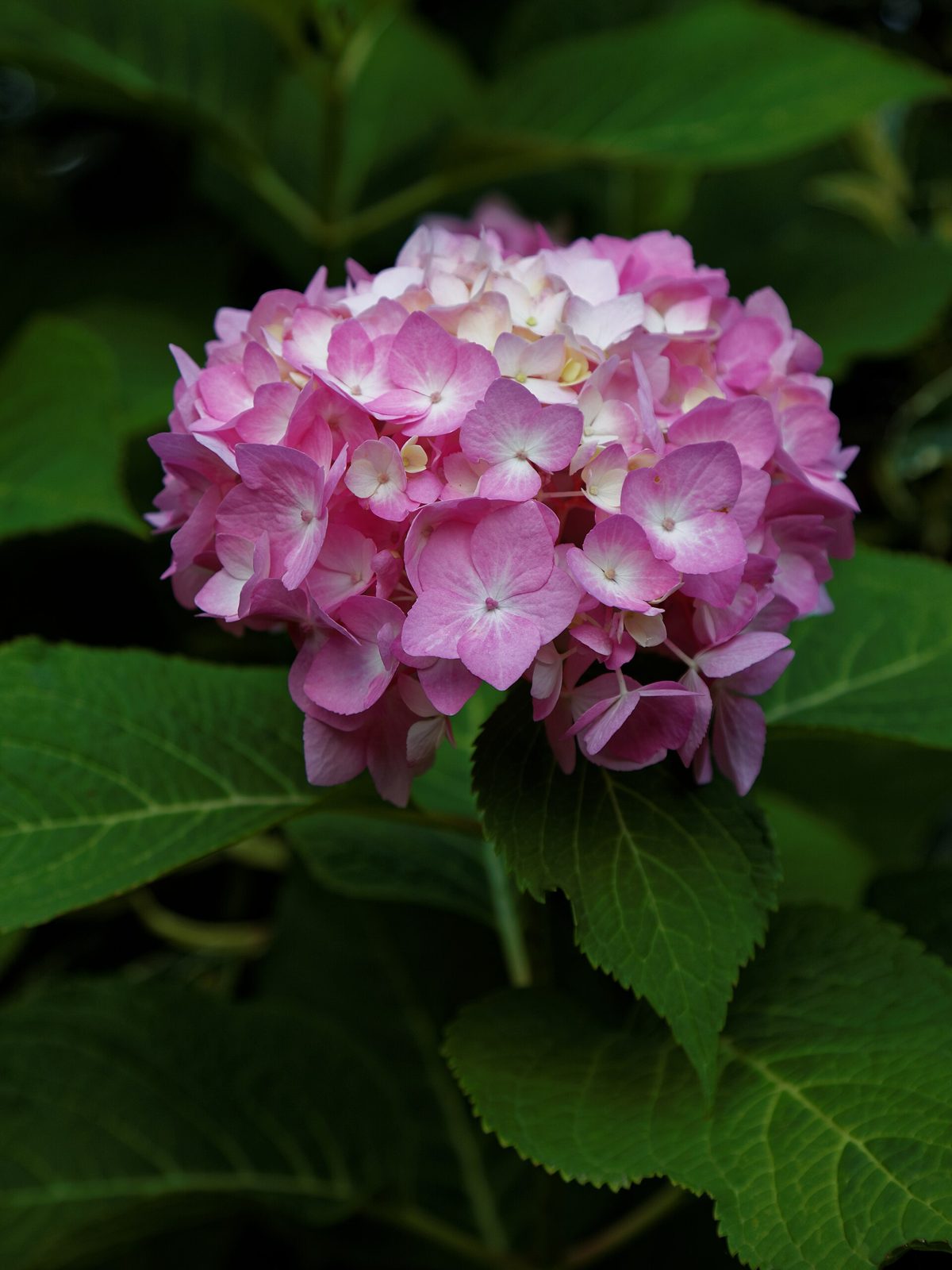Rounded pink hydrangea flower head among dark green leaves