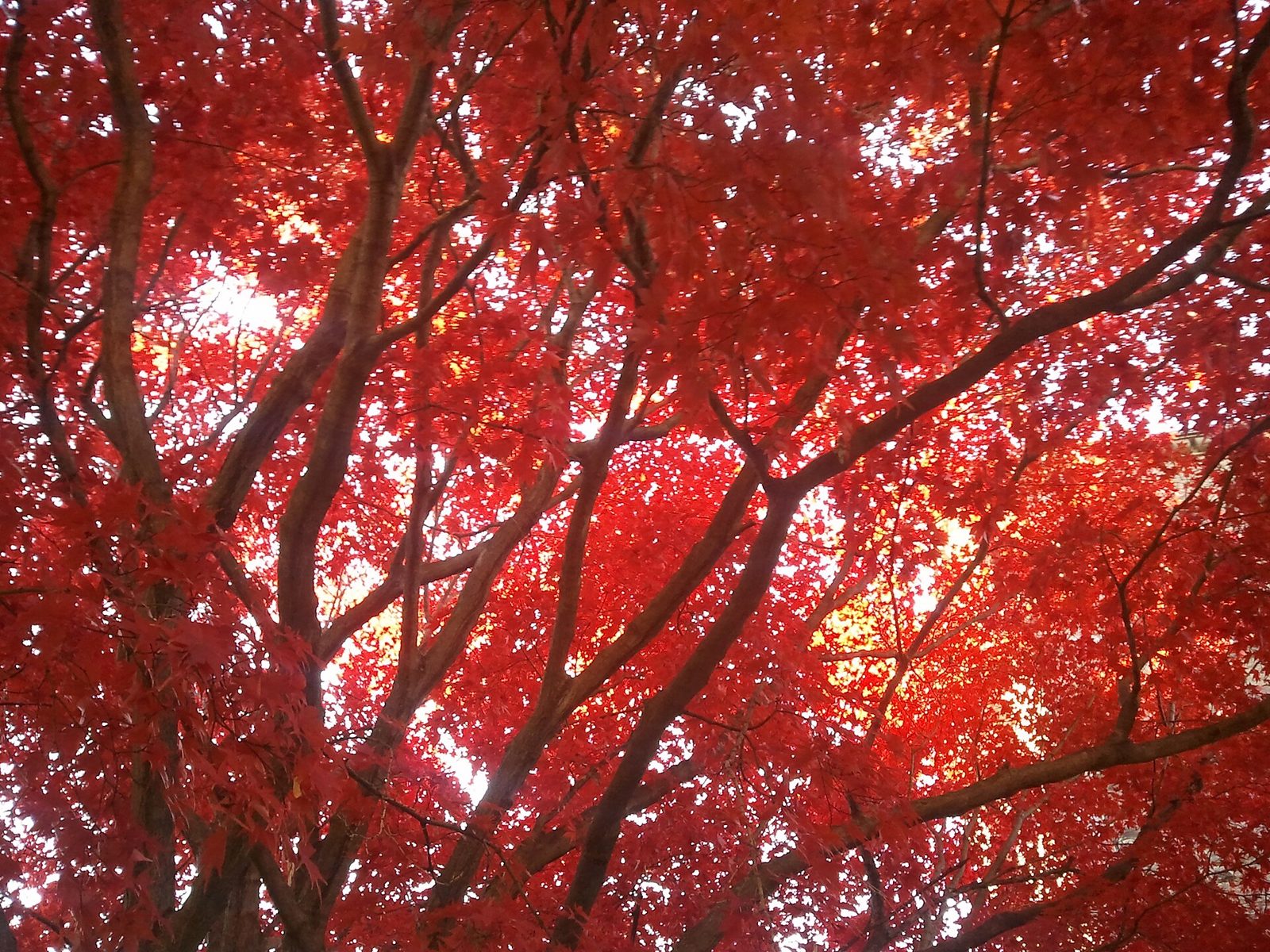 Looking up into the branches of a Japanese maple covered in red autumn leaves