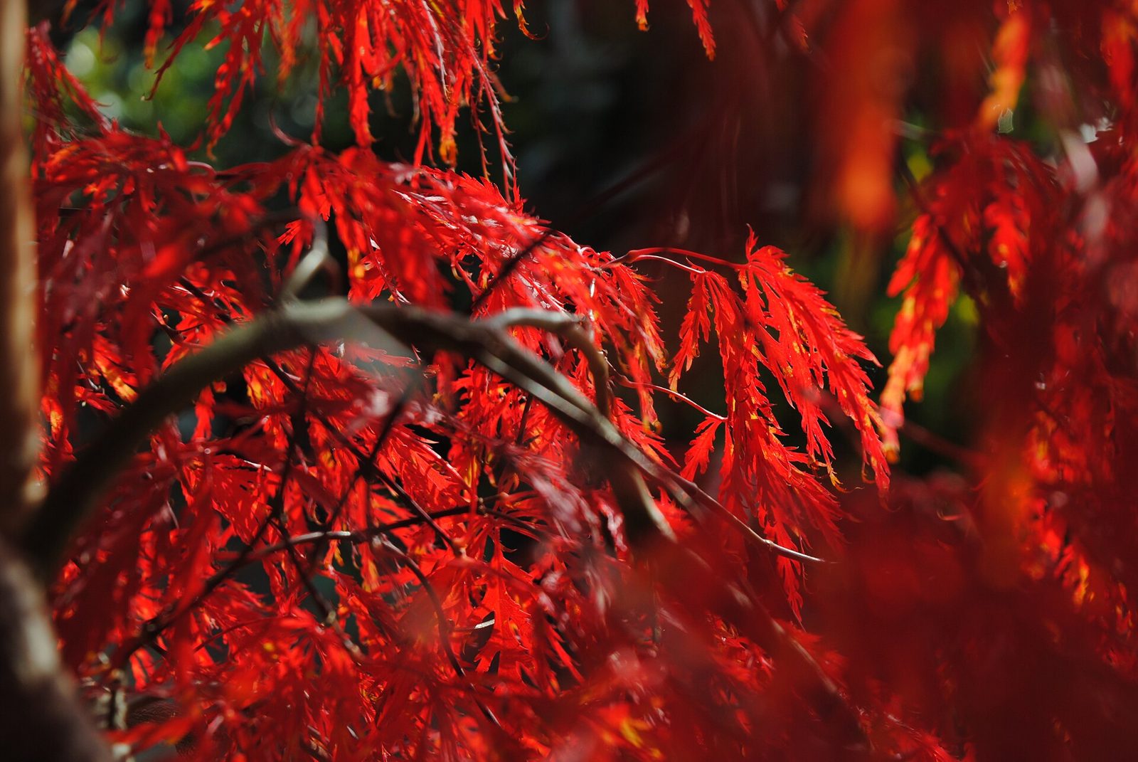 Finely cut red leaves of a lace-leaf Japanese maple hanging from a branch