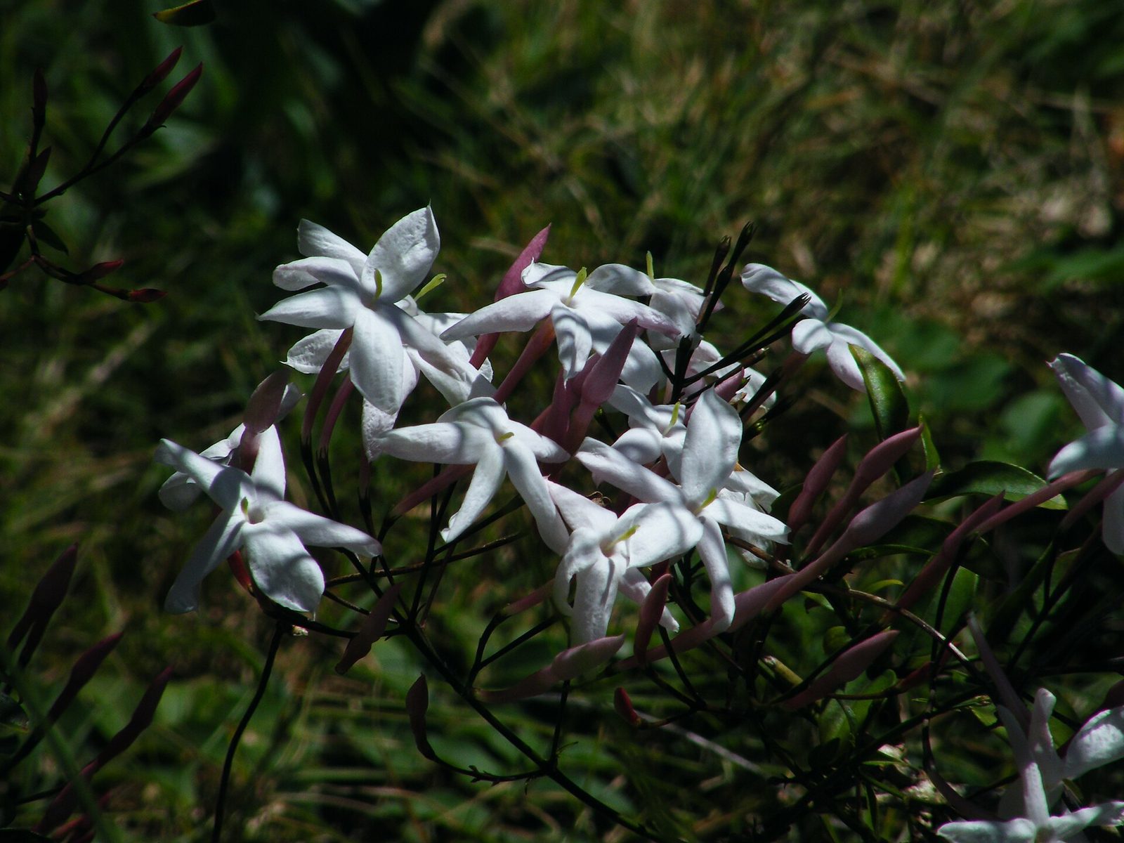 A cluster of white, star-shaped jasmine flowers against dark foliage
