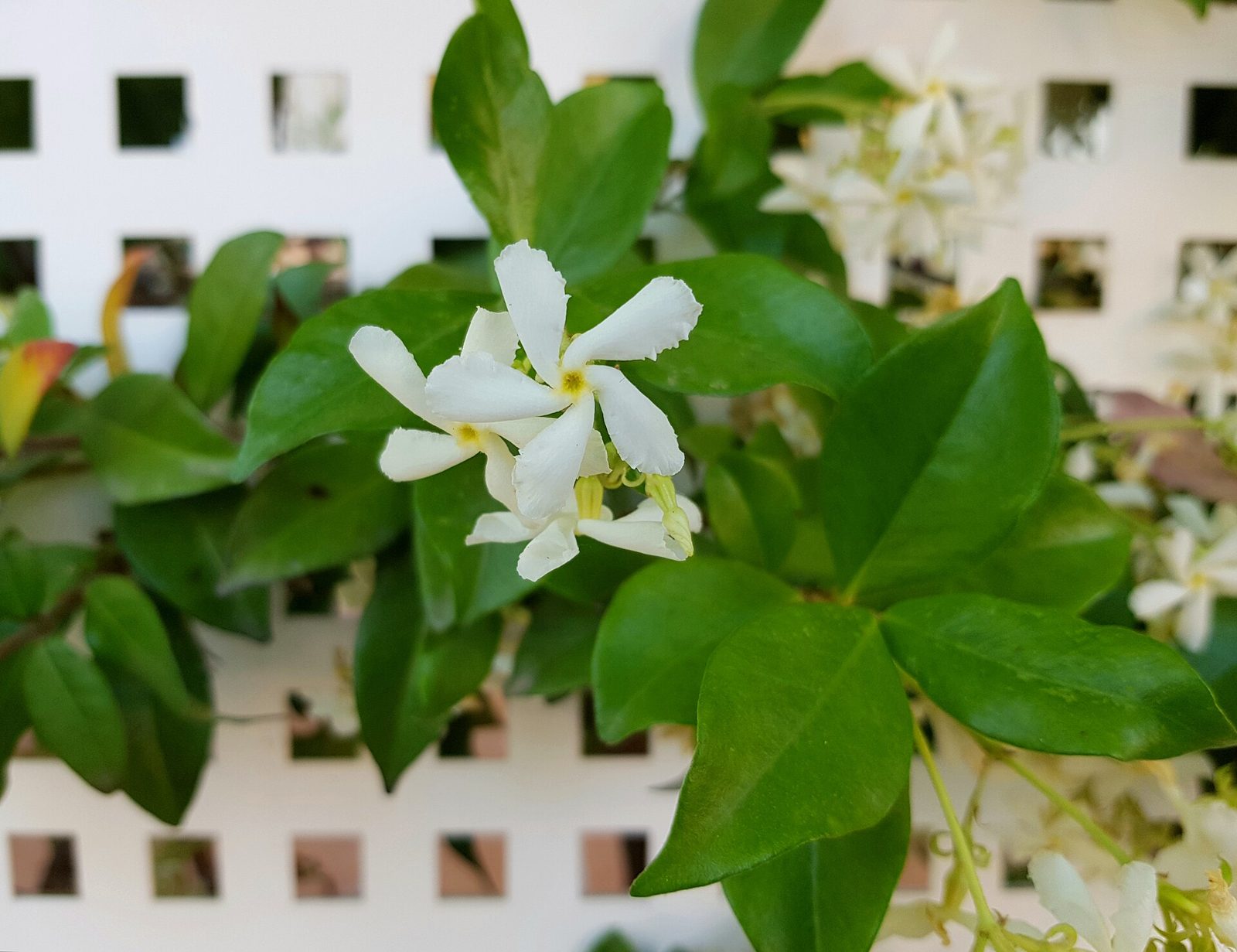 White flowers and glossy green leaves of star jasmine (Trachelospermum jasminoides, a different genus from true jasmine) against a white lattice
