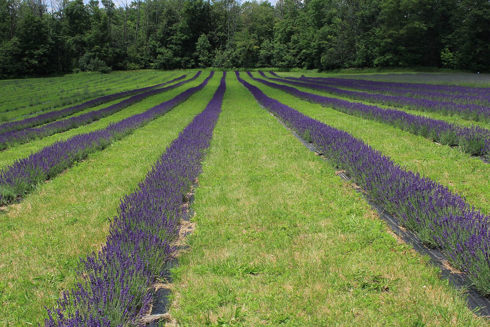 Rows of lavender in flower separated by grass strips in a field, with trees behind
