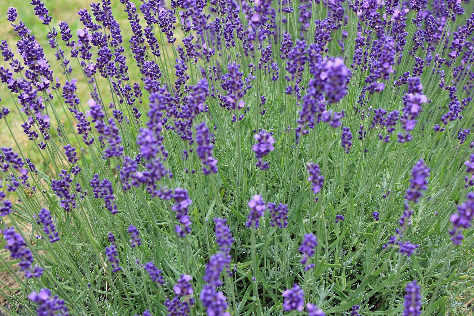Clumps of English lavender in bloom, with violet flower spikes rising above silvery-green leaves