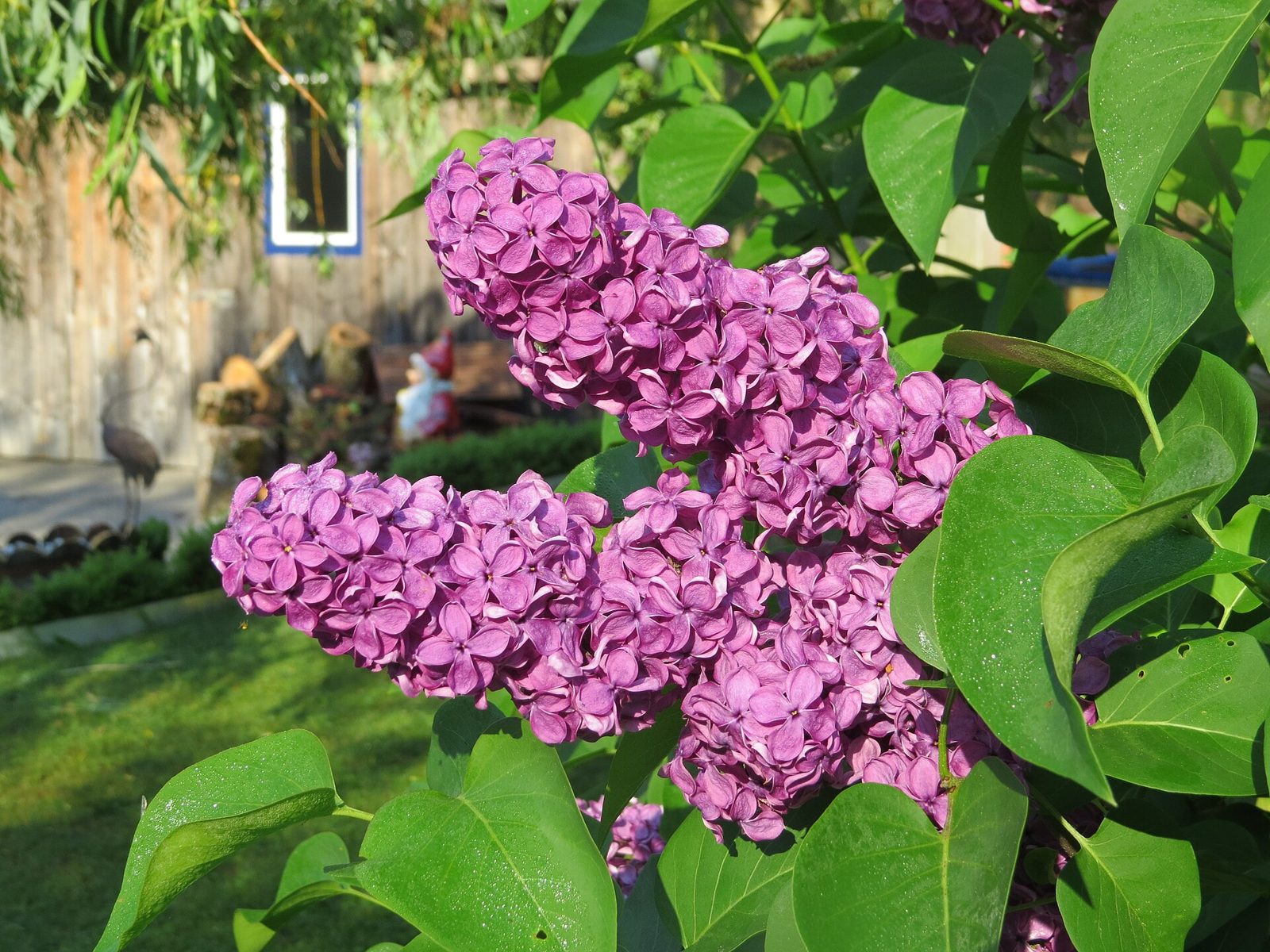 Common lilac shrub with purple flower clusters