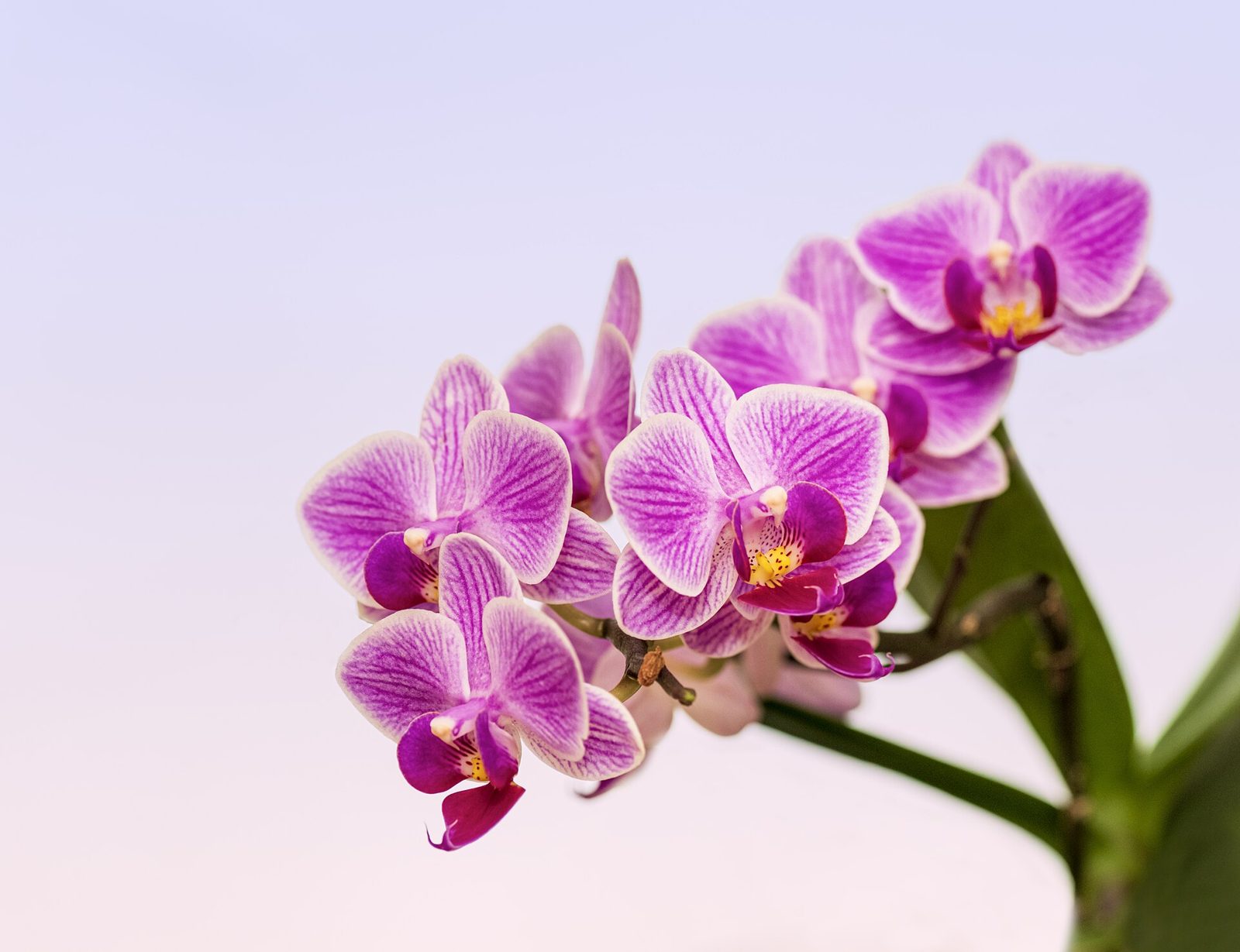 Purple and white moth orchid flowers on an arching spike against a pale pink background