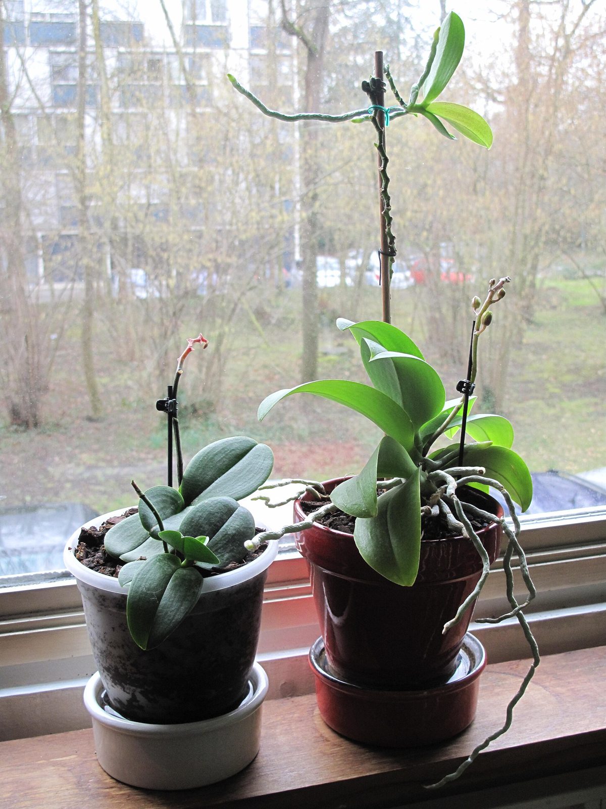 Two potted moth orchids on a windowsill, one with a new flower stem and a keiki