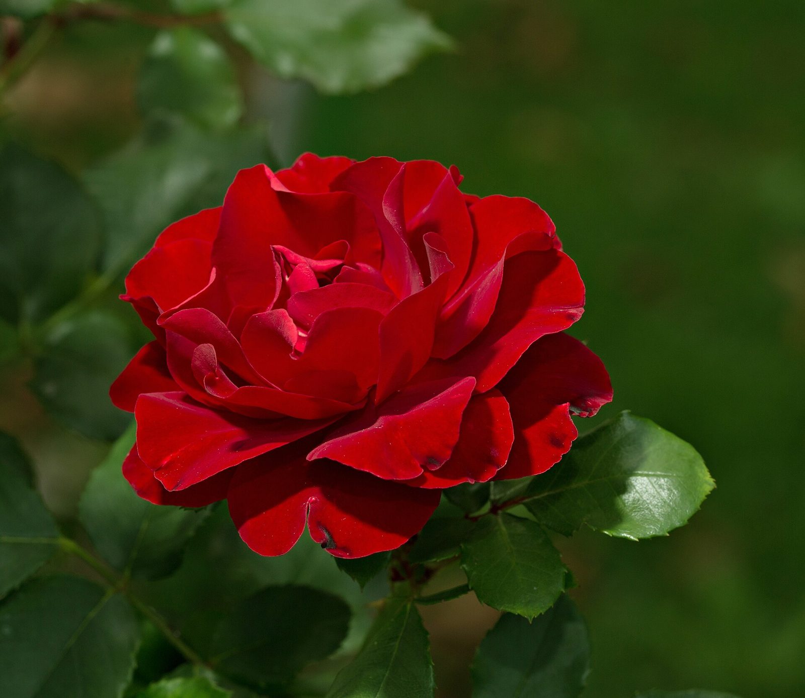 Red rose in bloom on a rose bush