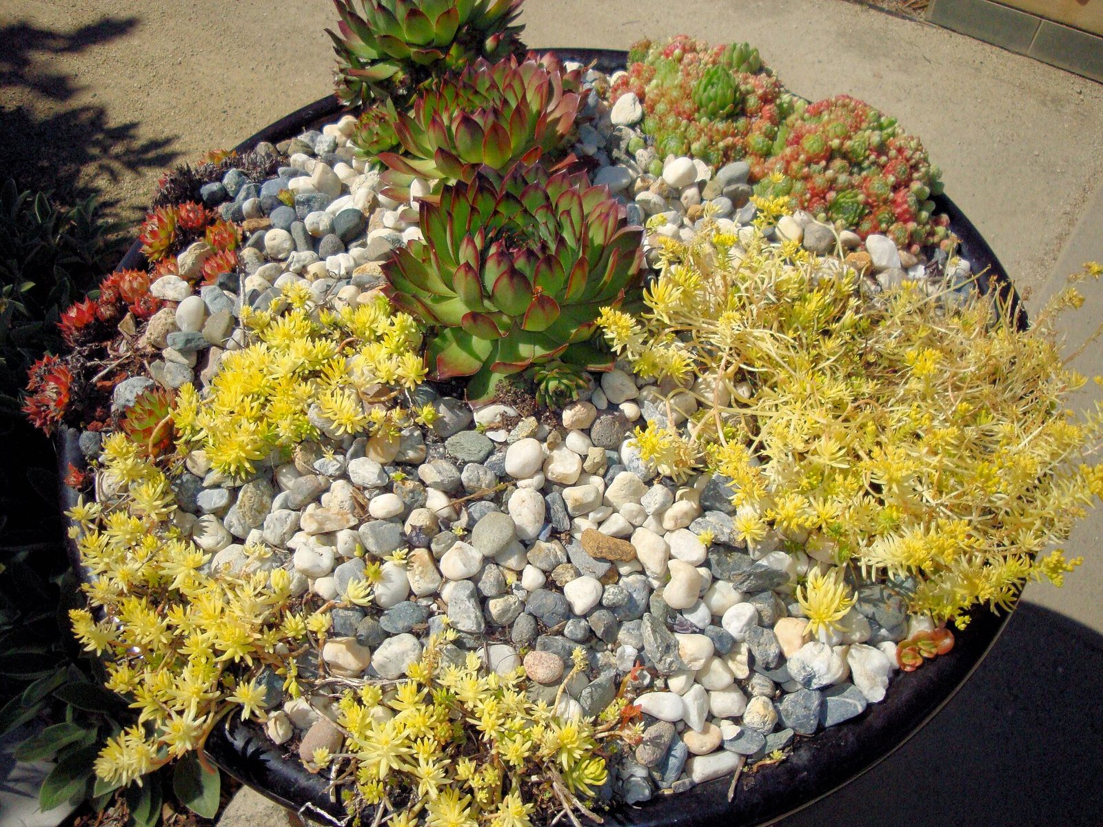 Round dish garden of green rosette and yellow-flowering succulents among pale pebbles