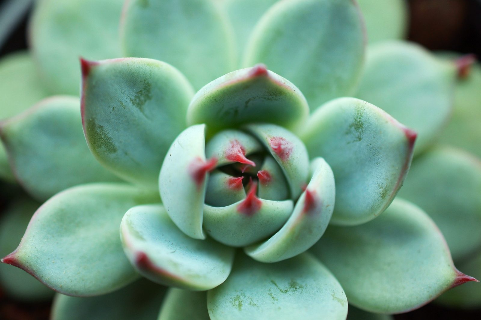 Pale blue-green echeveria rosette with red-tipped leaves, seen from above
