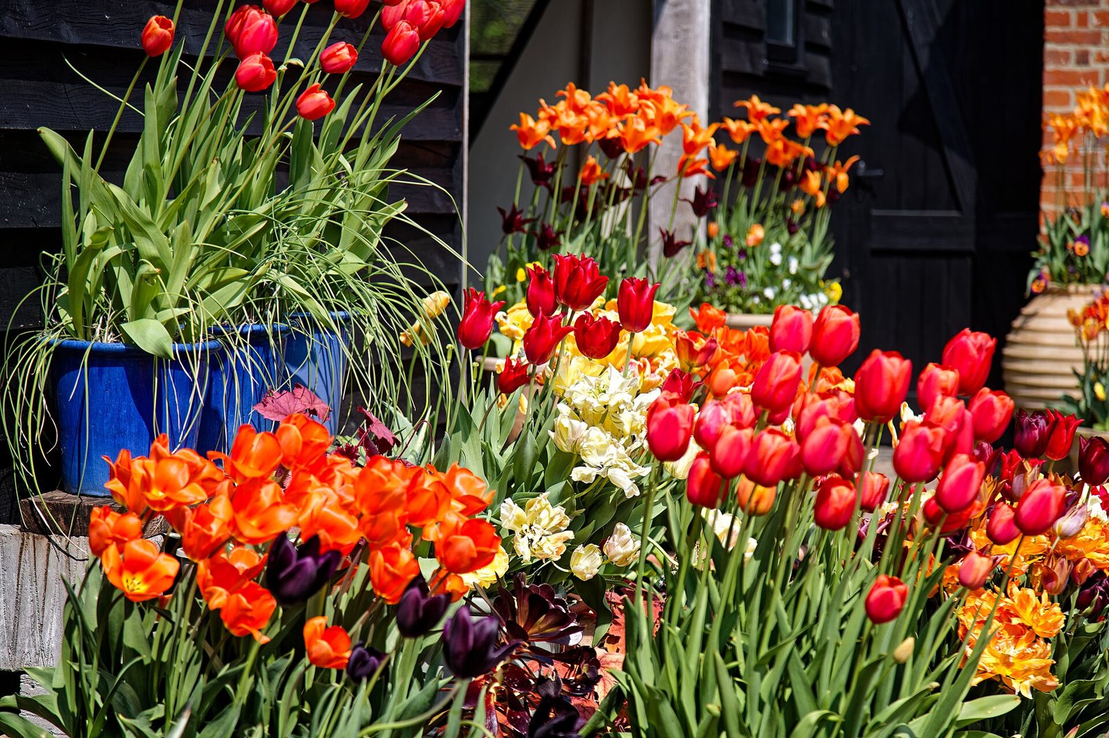 Red, orange and yellow tulips in bloom in pots and beds beside a dark timber building