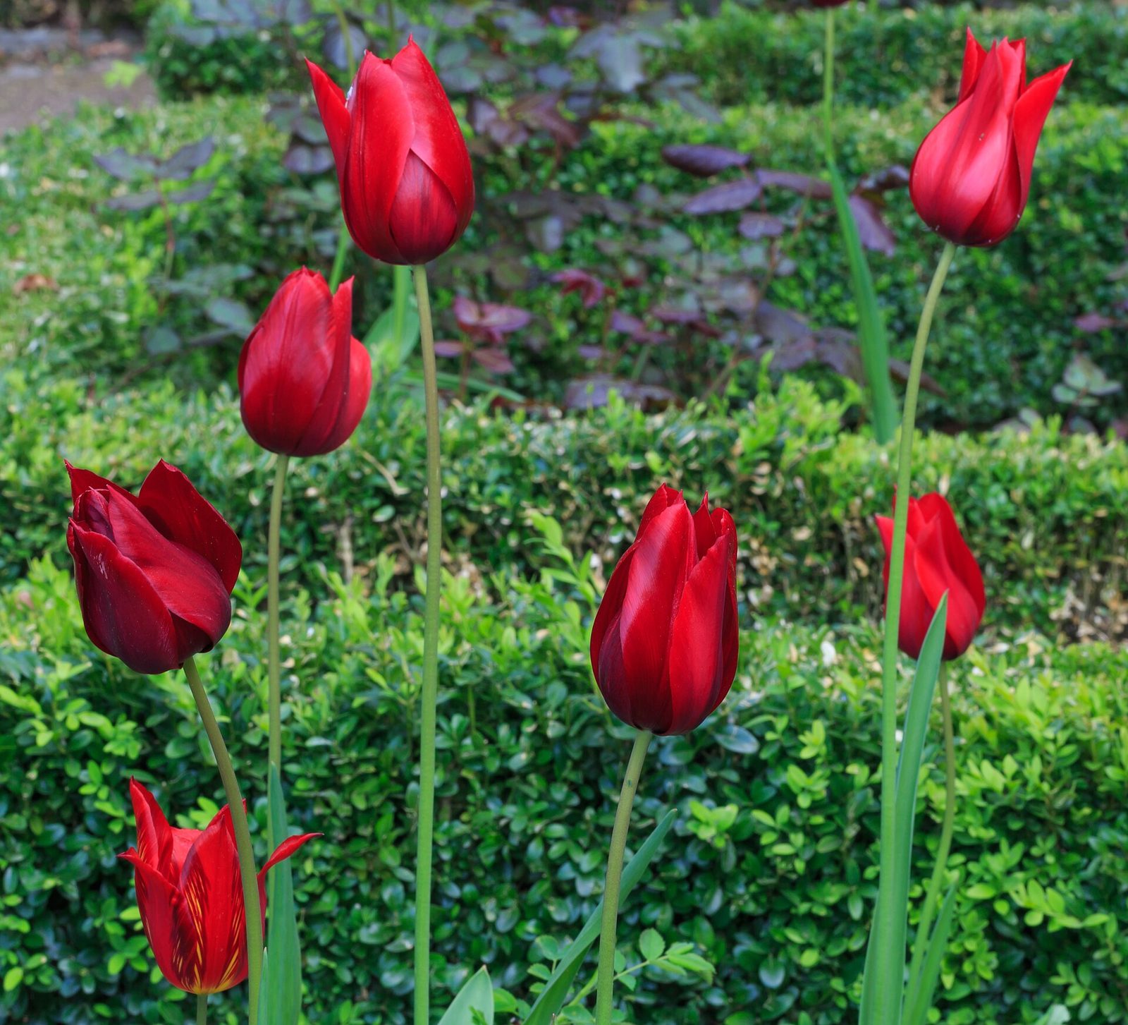 Red tulips standing tall in front of a clipped green hedge